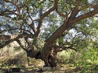 Porter Ranch Aliso Canyon Oak