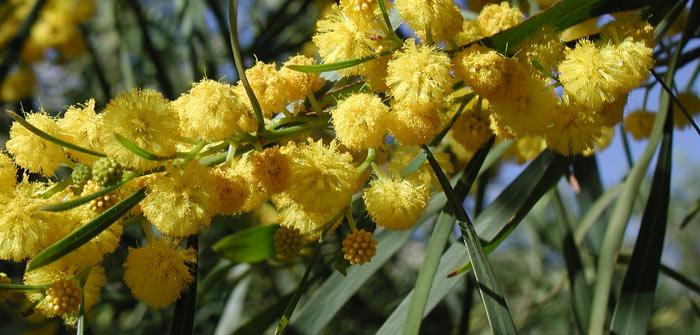 Porter Ranch Wildflowers